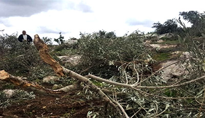 uprooted olive trees - the devastating hallmark of Israeli contempt for the indigenous life of Palestine