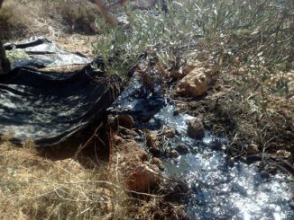 Deir Al Hattab village had 660 olive trees destroyed by illegal Jewish-only settlements pumping sewage