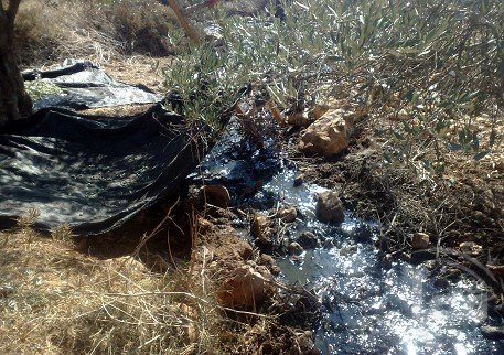 Deir Al Hattab village had 660 olive trees destroyed by illegal Jewish-only settlements pumping sewage